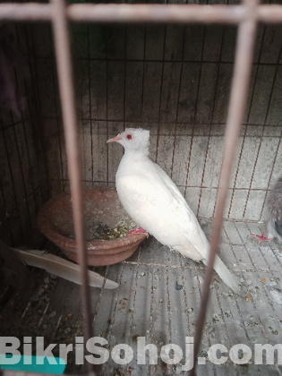 White chuithal red eye male dove